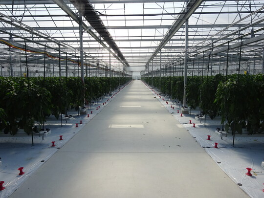 はぐみ農園ハウス（内部1）