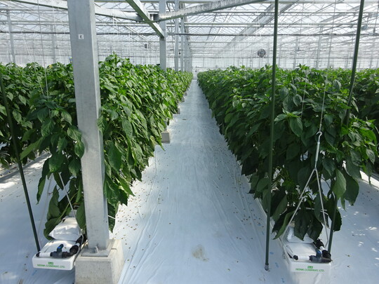 はぐみ農園ハウス（内部2）